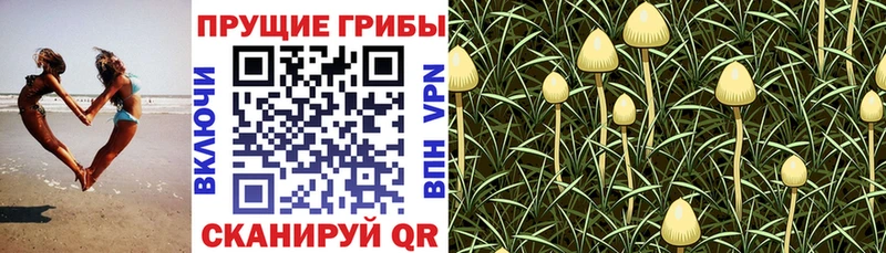 Псилоцибиновые грибы мицелий  дарнет шоп  Сольцы 